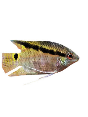MESONAUTA FESTIVA