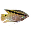 MESONAUTA FESTIVA