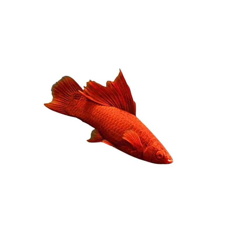 Xiphophorus  broccoli