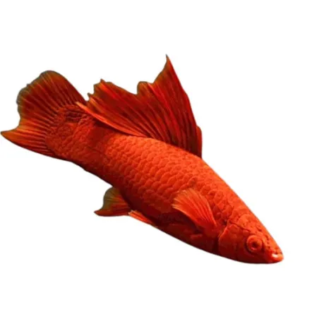 Xiphophorus  broccoli