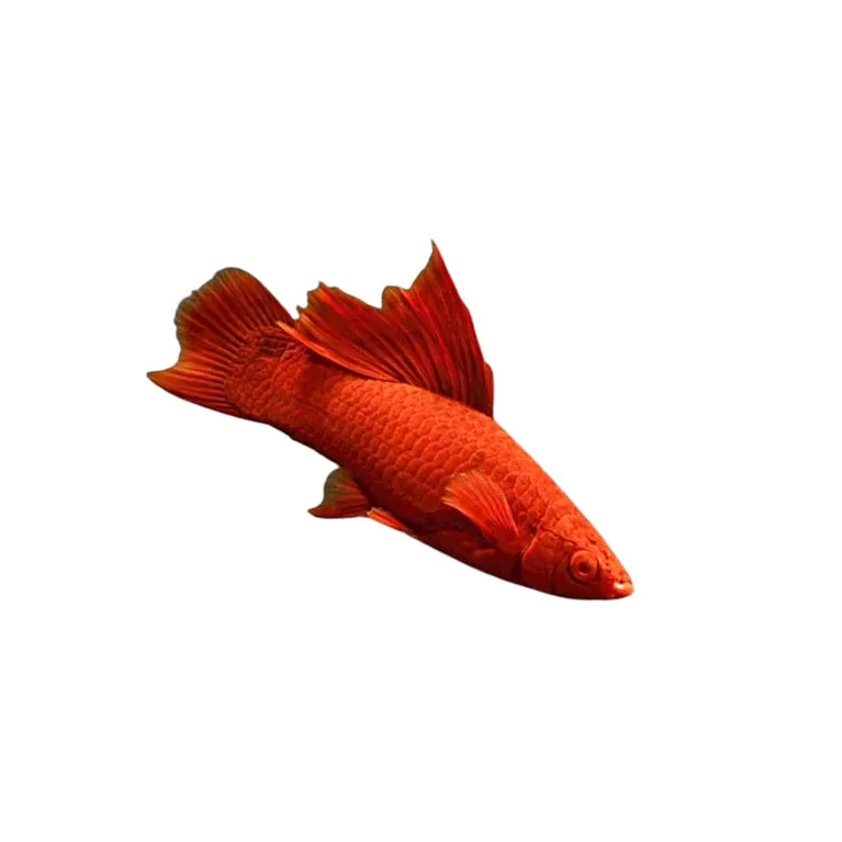 Xiphophorus  broccoli