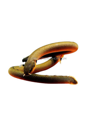 erpetoichthys calabaricus