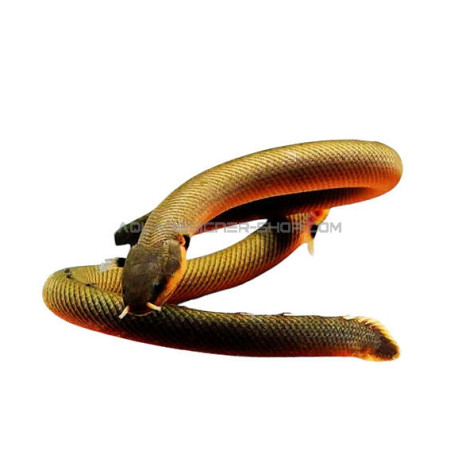 erpetoichthys calabaricus