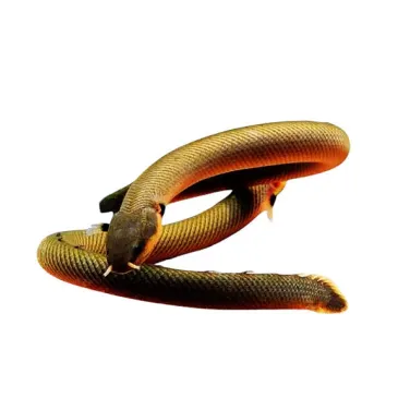 erpetoichthys calabaricus