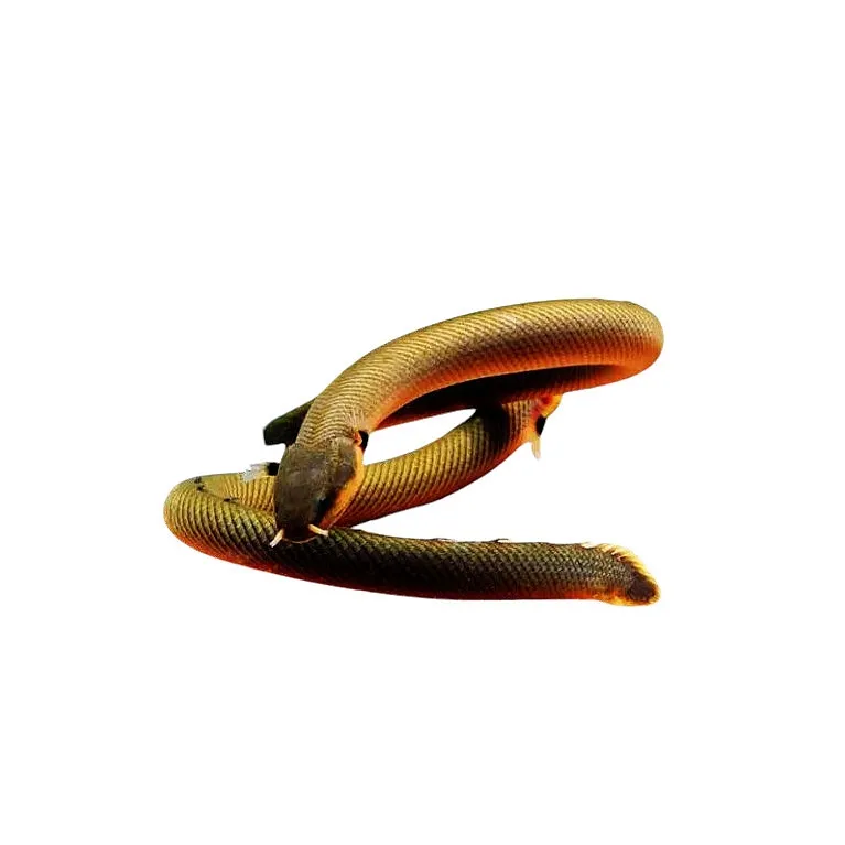 erpetoichthys calabaricus