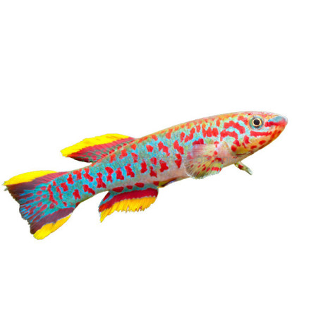 fundulopanchax gardneri Couple (Aphyosemion gardneri) 