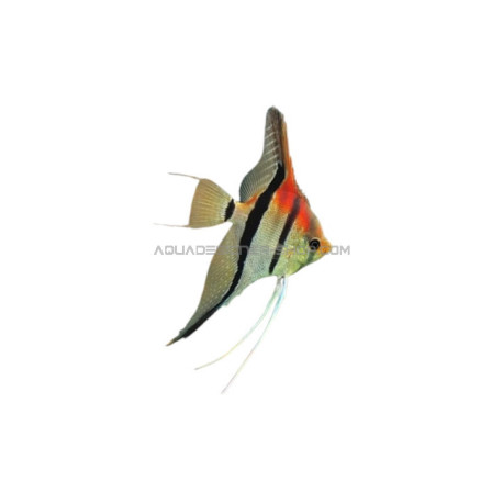 Scalaire manacapuru red beck 5-6cm