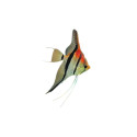 Scalaire manacapuru red beck 5-6cm