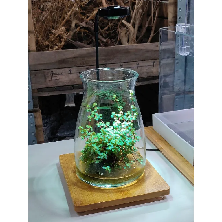 Mini LED 3w Aquascape avec Base en Bambou