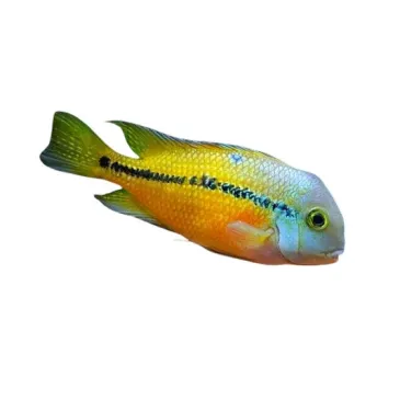 cichlasoma nicaraguense