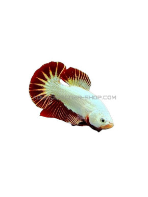 combattant - Betta DRAGON