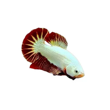 combattant - Betta DRAGON