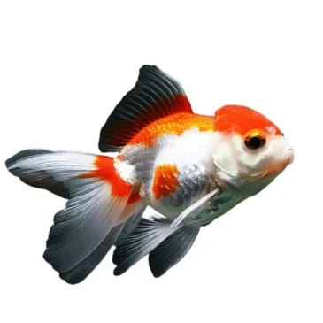 Carassius auratus - red cap white oranda