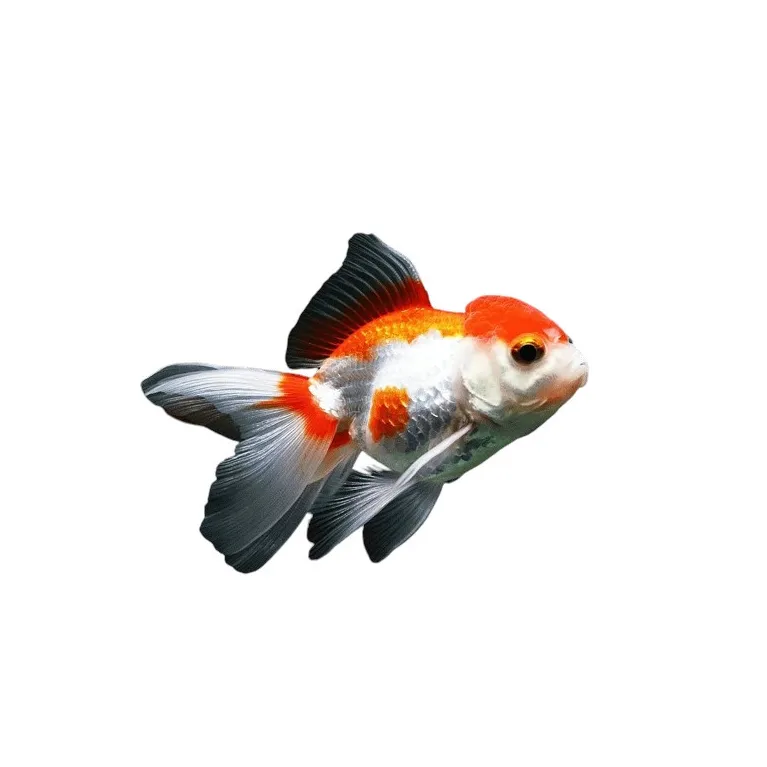 Carassius auratus - red cap white oranda