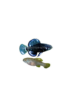 elassoma evergladei