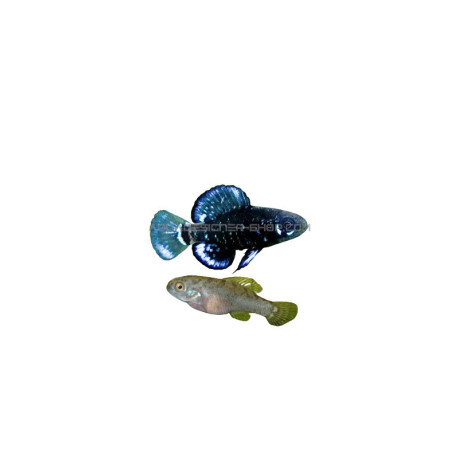 elassoma evergladei