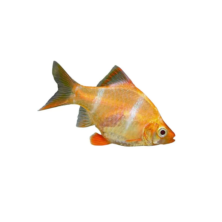 Barbus Tetrazona albinos