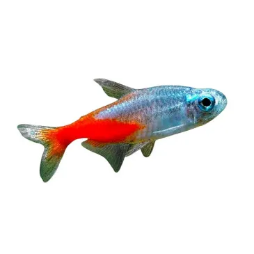 Paracheirodon innesi "Diamant" - néon diamant