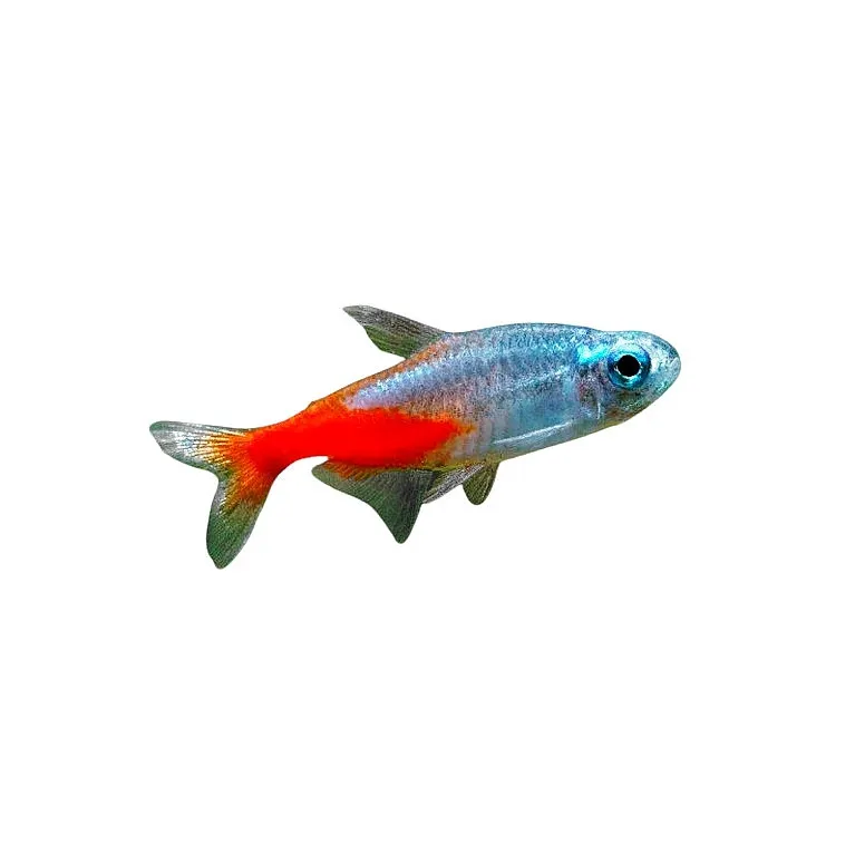 Paracheirodon innesi "Diamant" - néon diamant