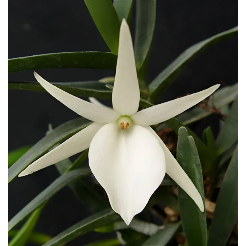 Orchidée Angraecum didieri