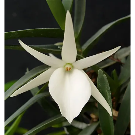 Orchidée Angraecum didieri