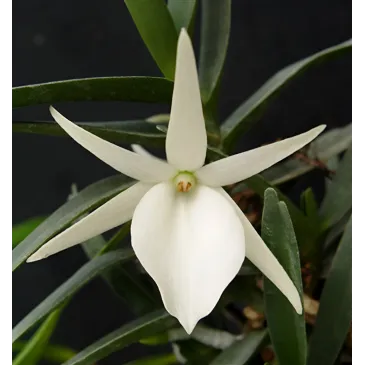Orchidée Angraecum didieri