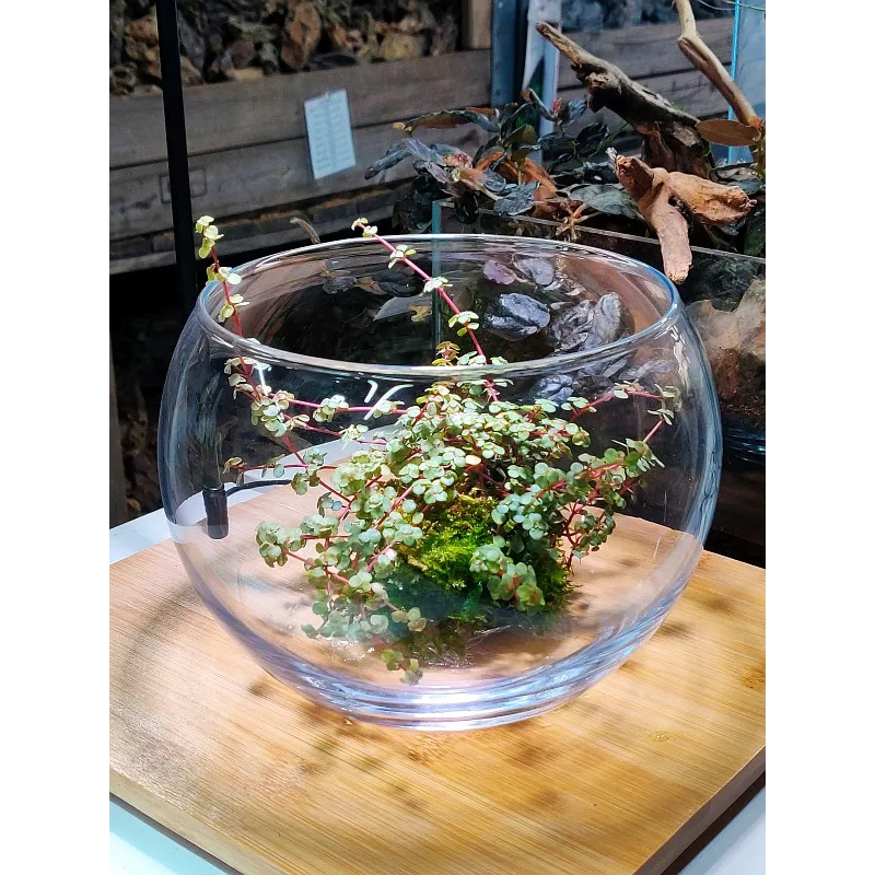 Bol en Verre pour Wabi Kusa