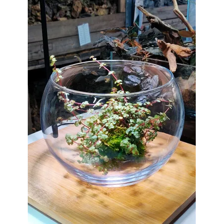 Bol en Verre pour Wabi Kusa