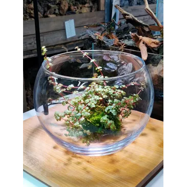 Bol en Verre pour Wabi Kusa