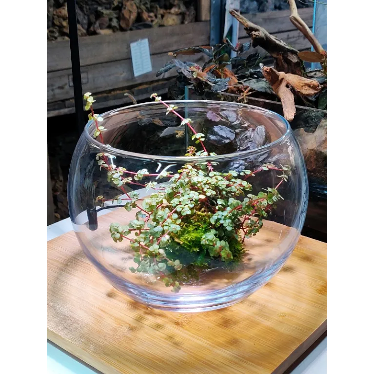 Bol en Verre pour Wabi Kusa