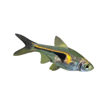 Rasbora arlequin - Trigonostigma hengeli