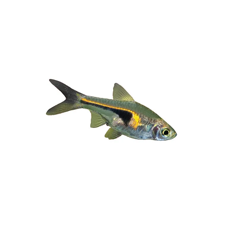 Rasbora arlequin - Trigonostigma hengeli