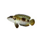 lamprologus ocellatus