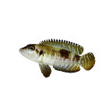 lamprologus ocellatus
