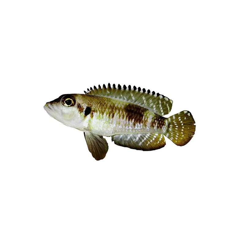 lamprologus ocellatus