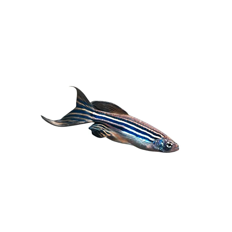 Brachydanio rerio long fin