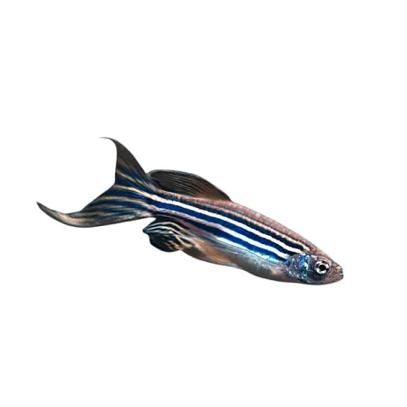 Brachydanio rerio long fin