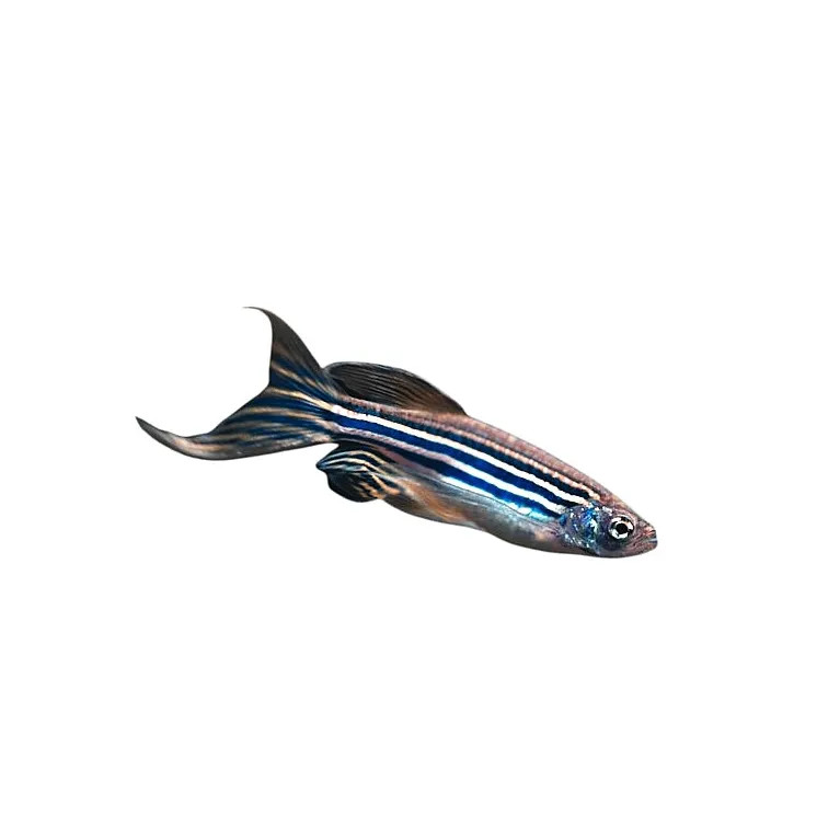 Brachydanio rerio long fin