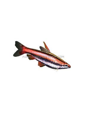 nannostomus mortenthaleri