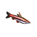 nannostomus mortenthaleri