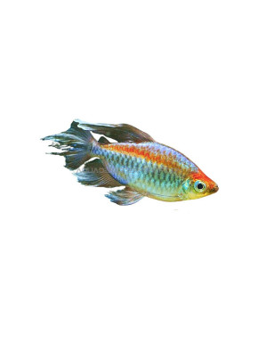 phenacogrammus interruptus - tetra du Congo