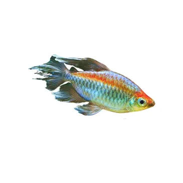 phenacogrammus interruptus - tetra du Congo