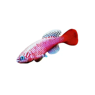 Nothobranchius kilomberoensis