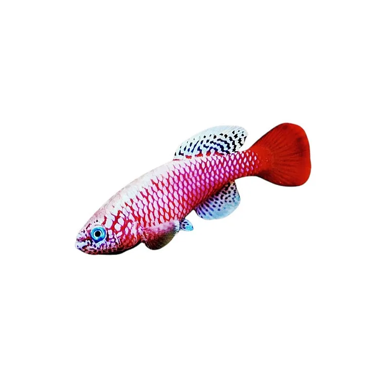 Nothobranchius kilomberoensis