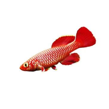 Nothobranchius Korthausae