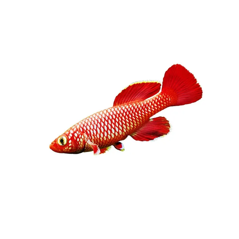 Nothobranchius Korthausae