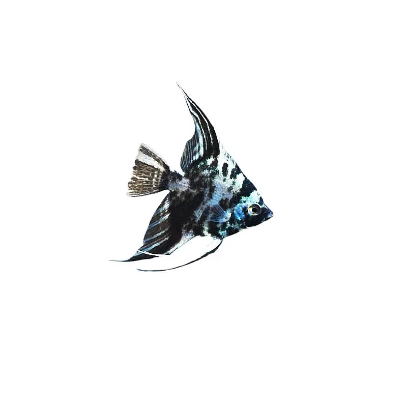 scalaire blue marble