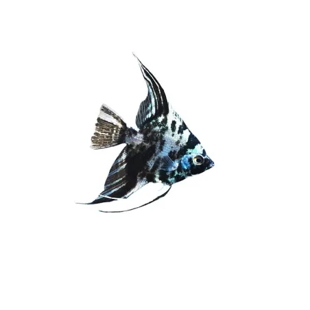 scalaire blue marble