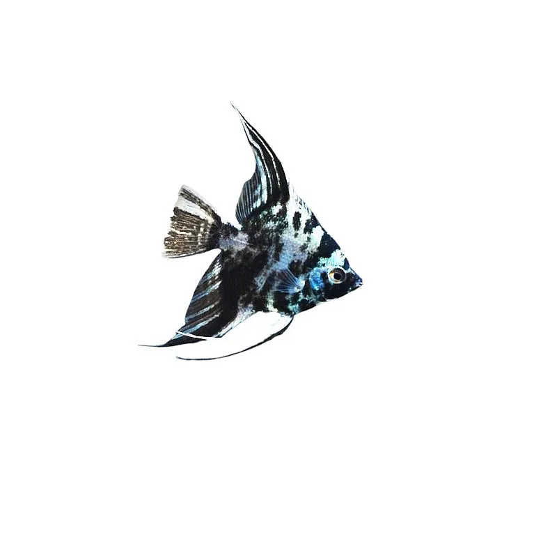 scalaire blue marble