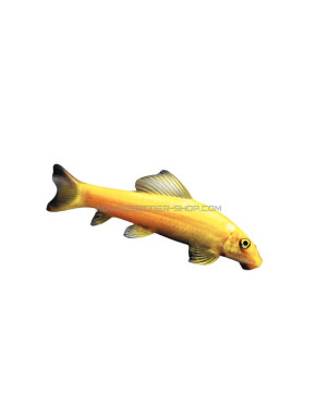 Gyrinocheilus aymonieri Gold